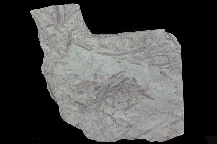 Early Devonian Plant Fossils (Zosterophyllum) - Scotland #66675